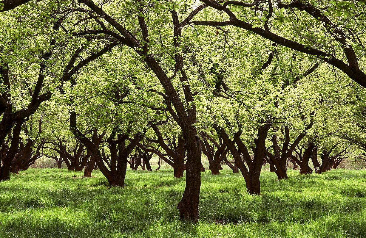 Fruita historic orchards with fruit trees below the cliffs at Capitol Reef National Park
