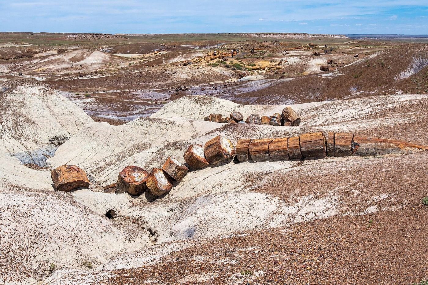 Petrified logs scattered across a white and red badlands slope at Petrified Forest National Park