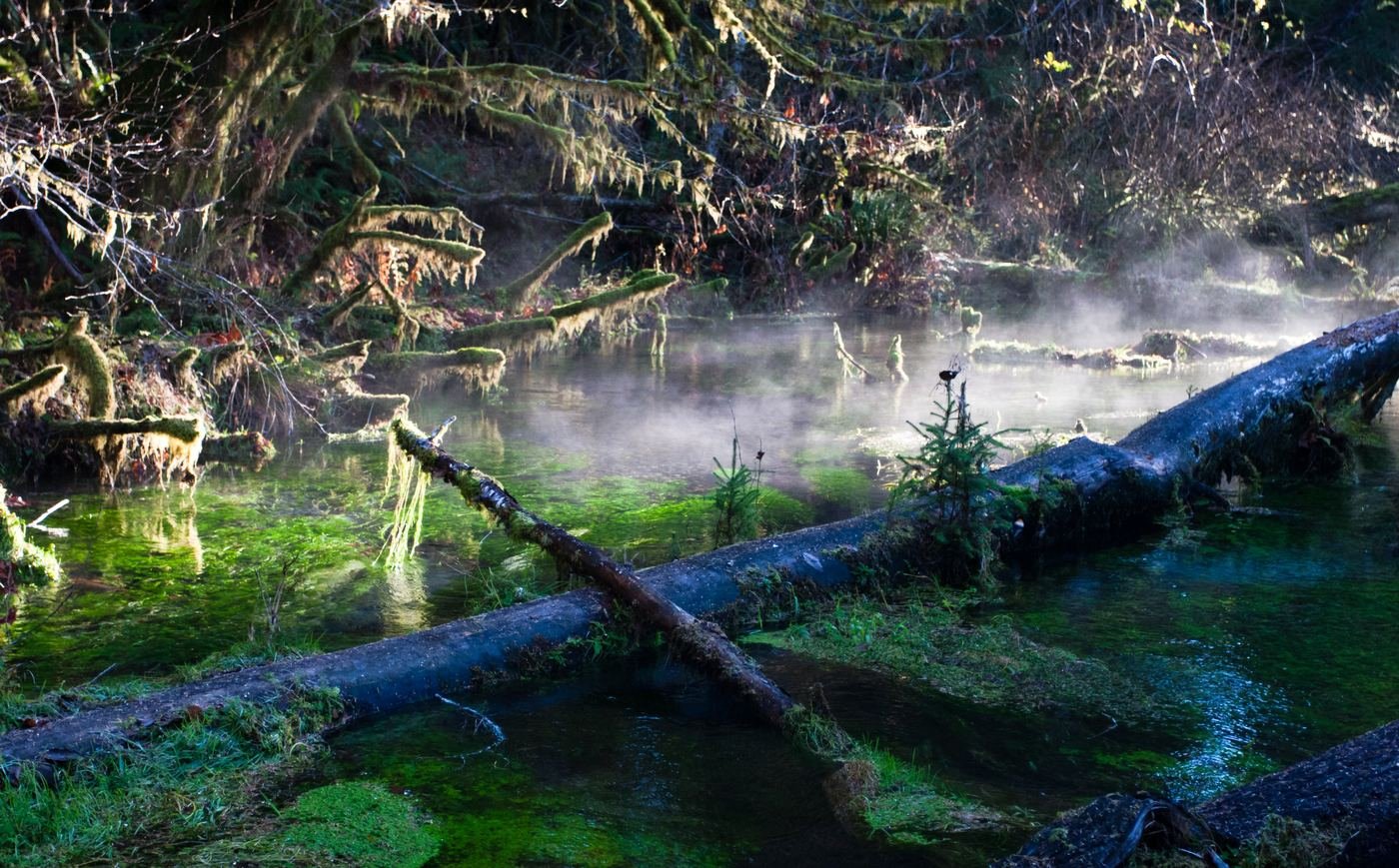 Moss-draped maples along the Hall of Mosses trail in the Hoh Rainforest