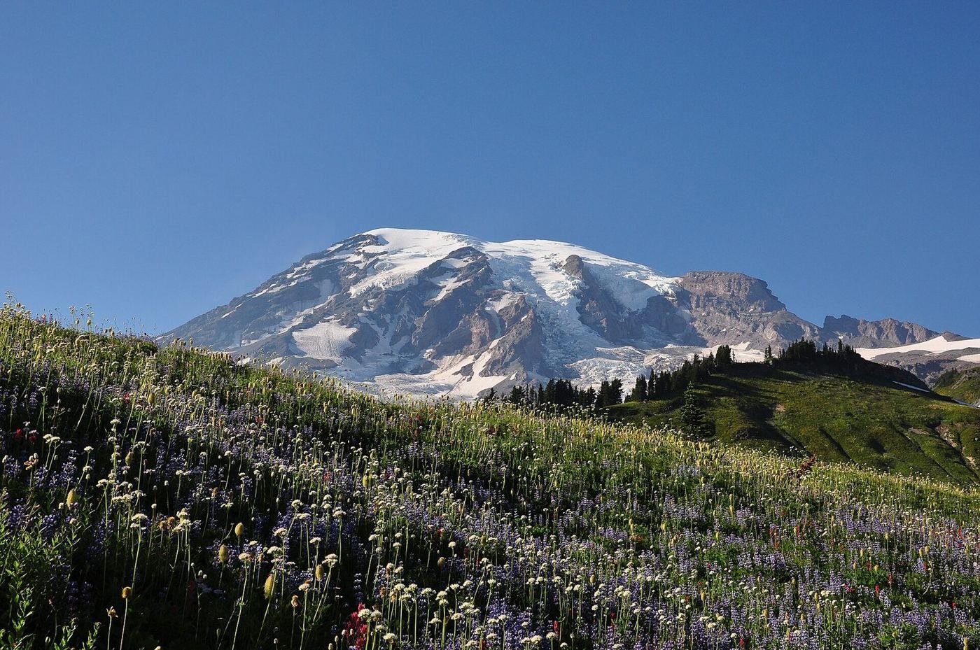 Mount Rainier rising above a meadow of wildflowers at Paradise