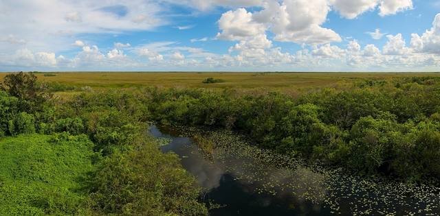 Shark Valley view of the sawgrass prairie