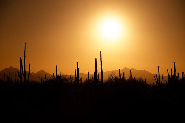 Saguaro cactus silhouettes at sunset