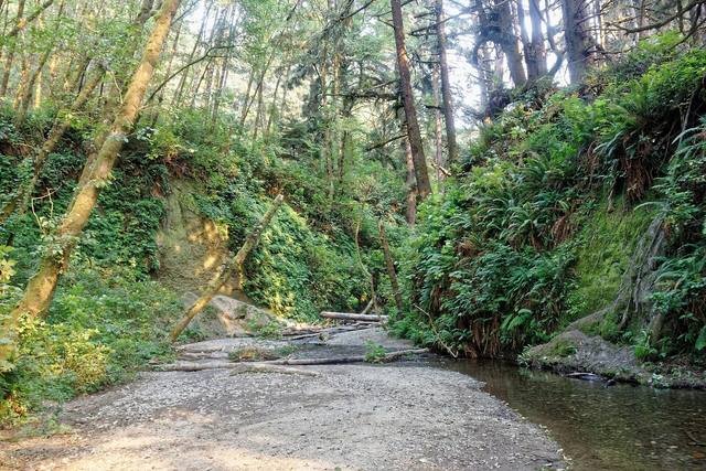 Fern Canyon in Redwood National Park