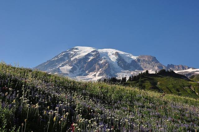 Mount Rainier above wildflower meadows